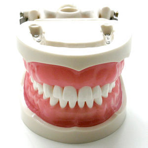 modelo anatómico de dientes 1