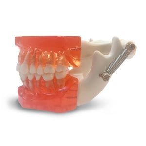 modelo anatómico de dientes 1