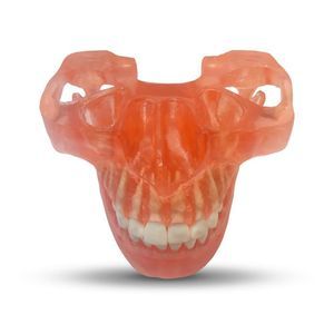 modelo anatómico de mandíbula 1