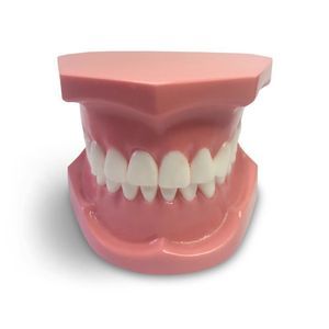 modelo anatómico para odontología 1