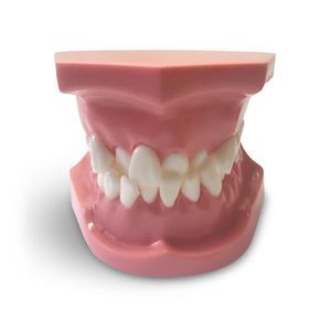 modelo anatómico para odontología 1