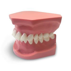 modelo anatómico para odontología 1