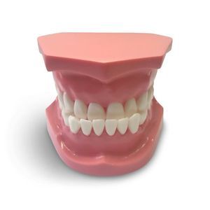 modelo anatómico para odontología 1