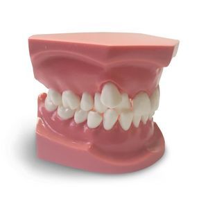 modelo anatómico para odontología 1