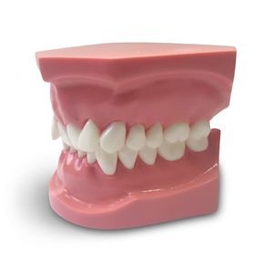 modelo anatómico para odontología 1