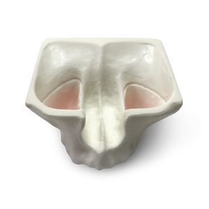 modelo anatómico sinovial 1