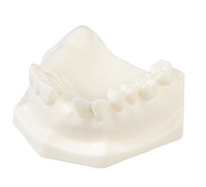 modelo anatómico de mandíbula 1