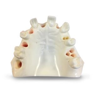 modelo anatómico de mandíbula 1