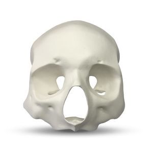 modelo anatómico facial 1
