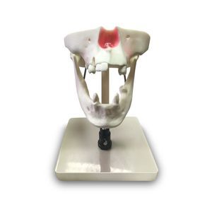 modelo anatómico sinovial 1