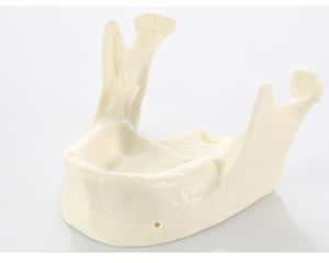 modelo anatómico de mandíbula 1