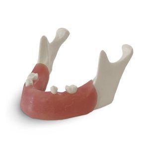 modelo anatómico de mandíbula 1