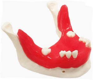 modelo anatómico de mandíbula 1