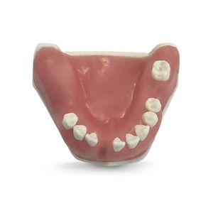 modelo anatómico de mandíbula 1