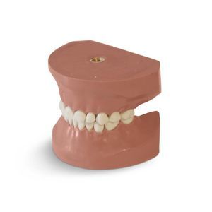 modelo anatómico de dientes 1