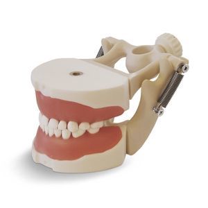 modelo anatómico de dientes 1