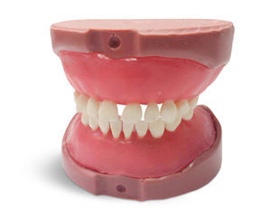 modelo anatómico de dientes 1