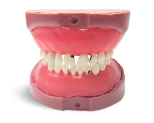 modelo anatómico de dientes 1