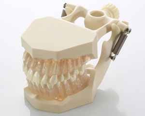 modelo anatómico de dientes 1