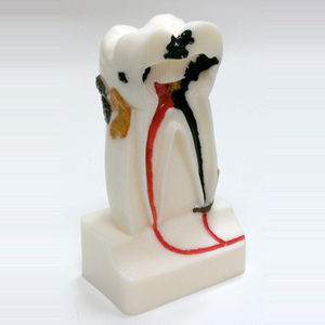 modelo anatómico de dientes 1