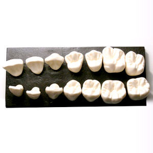 modelo anatómico de dientes 1
