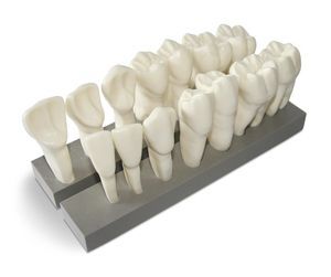 modelo anatómico de dientes 1