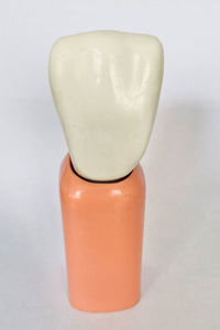 modelo anatómico de dientes 1