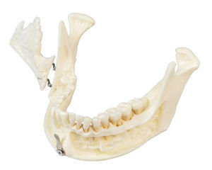 modelo anatómico de mandíbula 1