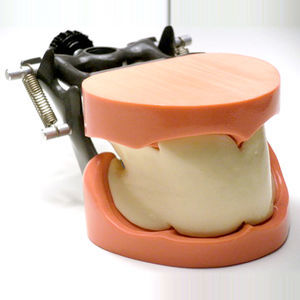 modelo anatómico de mandíbula 1