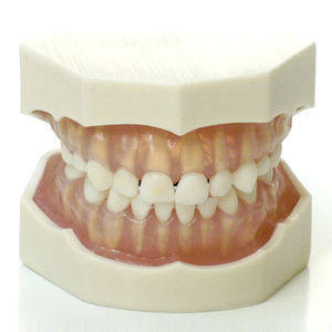 modelo anatómico de dientes 1
