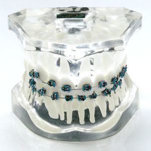 modelo anatómico de dientes 1