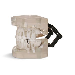 modelo anatómico de mandíbula 1