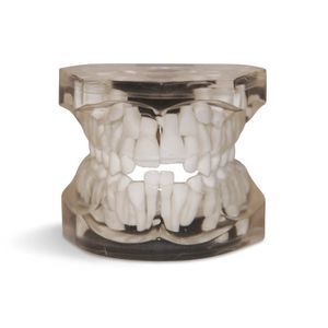 modelo anatómico de dientes 1