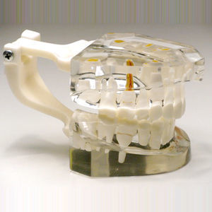 modelo anatómico de dientes 1