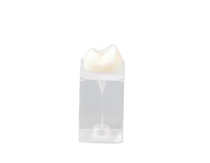 modelo anatómico para odontología 1