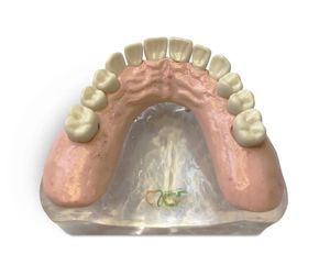 modelo anatómico de dentadura 1