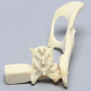 modelo anatómico de pelvis