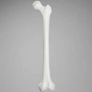modelo anatómico de fémur 1