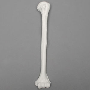 modelo anatómico de húmero