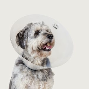 collarín veterinario para perros