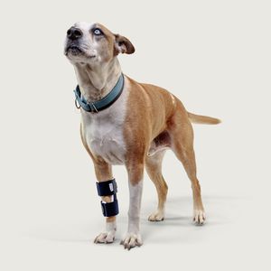 férula veterinaria de patas