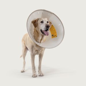 collarín veterinario para perros