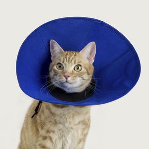 collarín veterinario para felinos