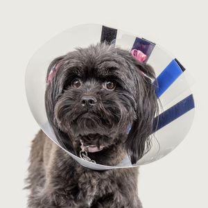 collarín veterinario para perros