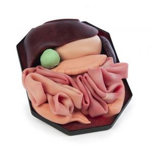 modelo anatómico abdominal