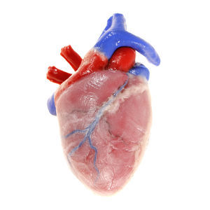 modelo anatómico de corazón 1