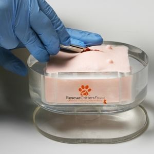 simulador de ovariohisterectomía / canino / pad