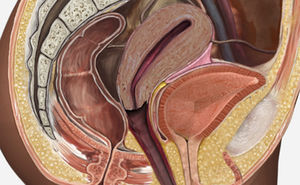 módulo de simulación de anatomía