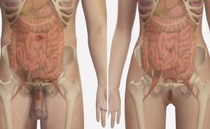 módulo de simulación de anatomía