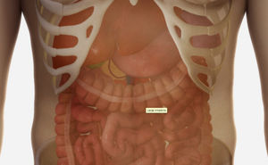 módulo de simulación de anatomía